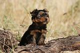 YORKSHIRE TERRIER 515